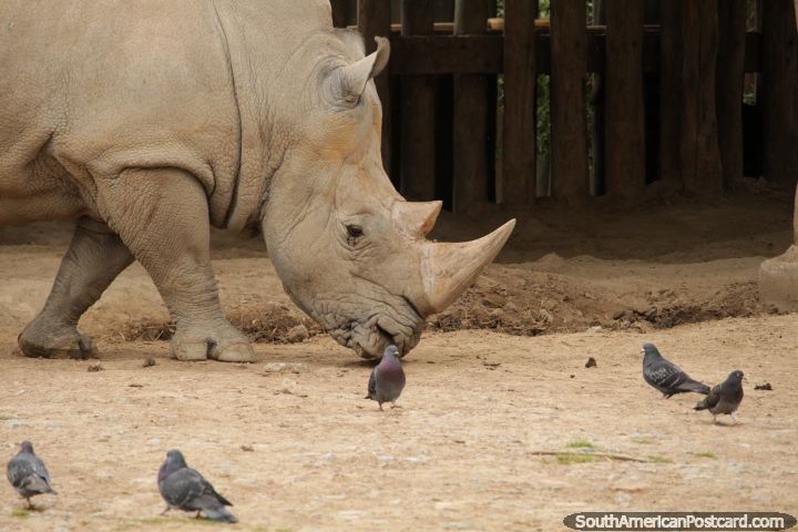 O rinoceronte de pele de couro vaga pelo seu cerco, pombos também, Jardim zoológico de Buenos Aires. (720x480px). Argentina, América do Sul.