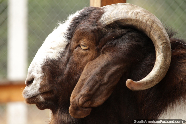 Brown and white goat with curly horns at Buenos Aires Zoo. (720x480px). Argentina, South America.