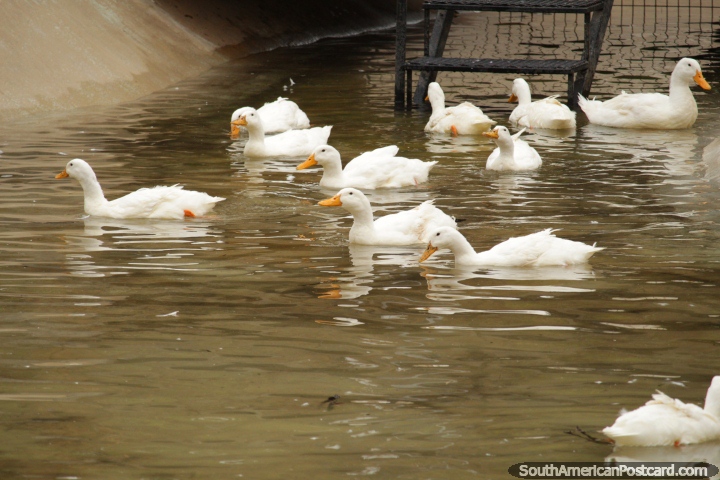 White ducks with orange beaks paddling in the water at Buenos Aires Zoo. (720x480px). Argentina, South America.