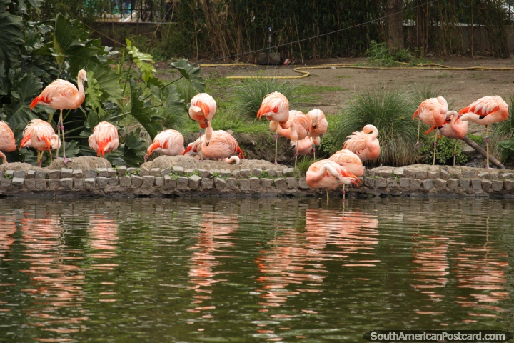 Flamencos anaranjados rosados que se colocan en el borde de su laguna en el Zoolgico de Buenos Aires. (720x480px). Argentina, Sudamerica.