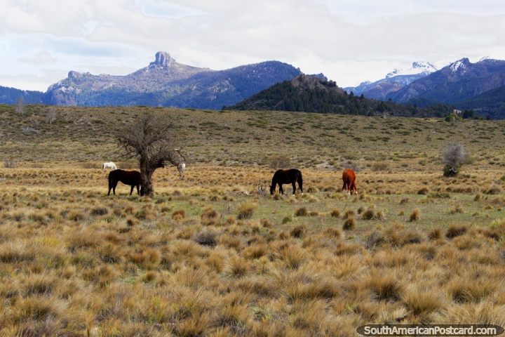 Caballos pastando a pocos kilómetros al este del Lago Traful en un desierto abierto. (720x480px). Argentina, Sudamerica.