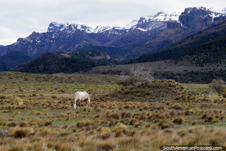 Cavalo branco e montanhas cobertas de neve, uma bela paisagem aberta ao leste de Traful. (720x480px). Argentina, América do Sul.