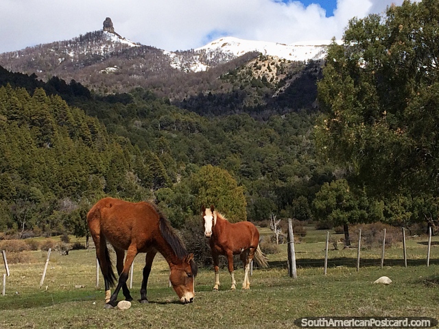 Horses at the eastern end of Lake Traful graze beside the road in a beautiful setting. (640x480px). Argentina, South America.