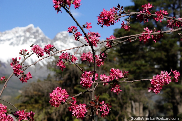 Pink flowers with a backdrop of snowy mountains, view from Plaza Pagano in El Bolson. (720x480px). Argentina, South America.