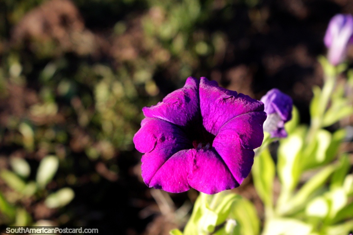 Purple flower in the gardens of the school in El Bolson - Escuela No 270. (720x480px). Argentina, South America.