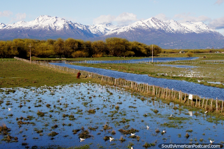 Terra de cultivo aquosa com pássaros, vacas e montanhas cobertas de neve distantes em Trevelin. (720x480px). Argentina, América do Sul.
