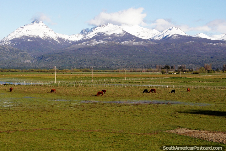 Pasto de vacas nas pastagens verdes de Trevelin com cadeias de montanhas cobertas de neve na distância. (720x480px). Argentina, América do Sul.