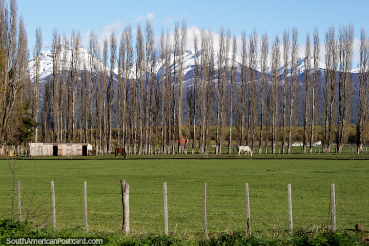 Linha atordoante de altas árvores em terra de cultivo verde, um par de cavalos e montanhas cobertas de neve em Trevelin. (720x480px). Argentina, América do Sul.