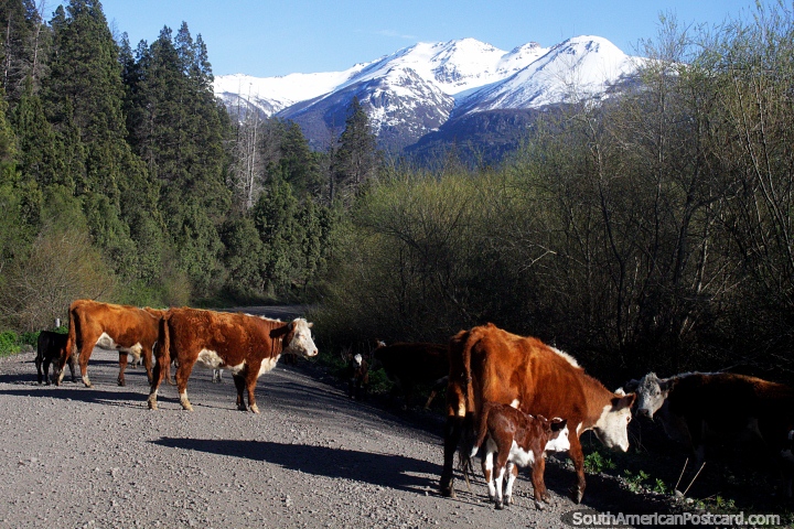 Cattle on the road, Route 259 between Trevelin and the border of Chile! (720x480px). Argentina, South America.