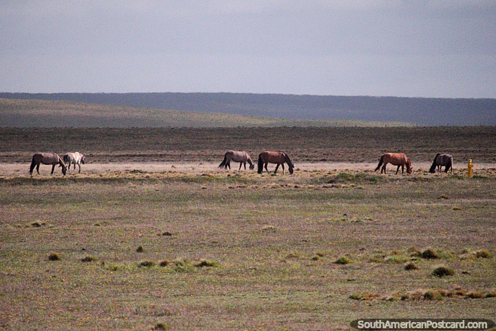 Horses graze in the open pastures in Rio Grande, Tierra del Fuego. (720x480px). Argentina, South America.