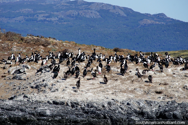 Isla de Pjaros con muchos pjaros blancos y negros en Ushuaia. (720x480px). Argentina, Sudamerica.