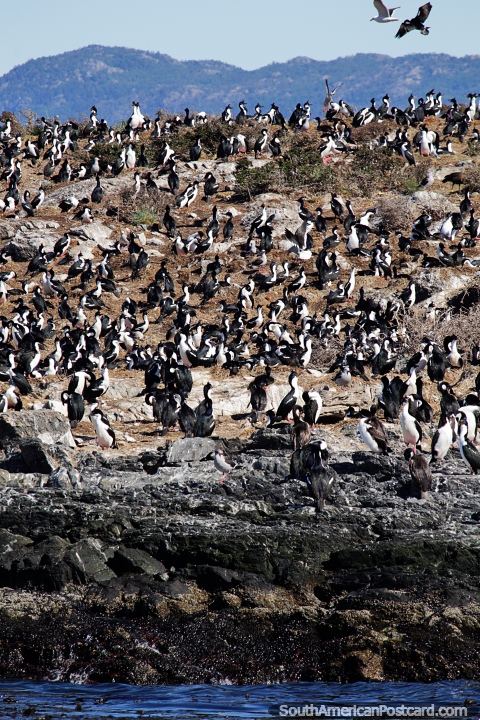 Milhares de pssaros povoam a Ilha de Pssaro no Canal de Beagle em Ushuaia. (480x720px). Argentina, Amrica do Sul.