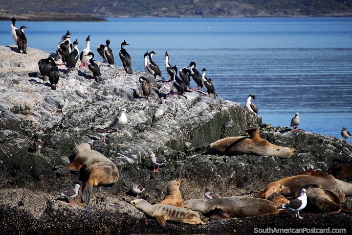 Seals and birds inhabit the rocky islands in the Beagle Channel, Ushuaia. (720x480px). Argentina, South America.