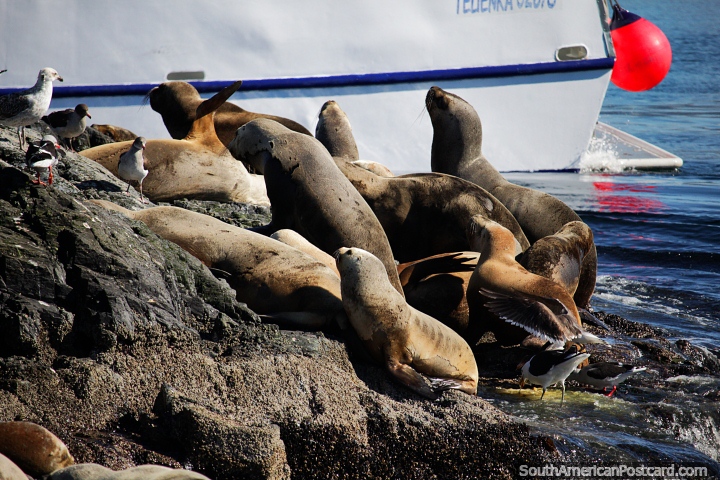 Grupo de focas se ven como gusanos retorcidos en la Isla de los Lobos en Ushuaia. (720x480px). Argentina, Sudamerica.
