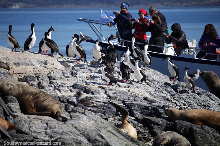 Tire uma viagem de barco no porto em Ushuaia para ver a vida selvagem! (720x480px). Argentina, Amrica do Sul.