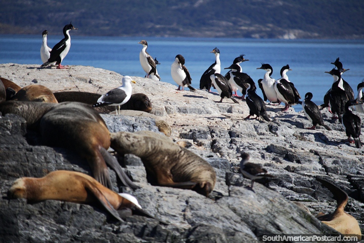 Vida selvagem nas pequenas ilhas rochosas no porto de Ushuaia. (720x480px). Argentina, América do Sul.