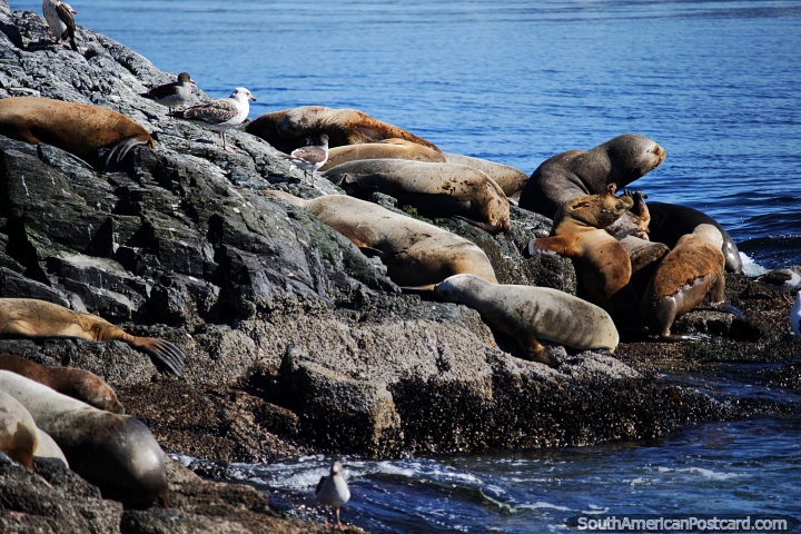 You can see hundreds of seals laying around the rocks on the islands in Ushuaia. (720x480px). Argentina, South America.