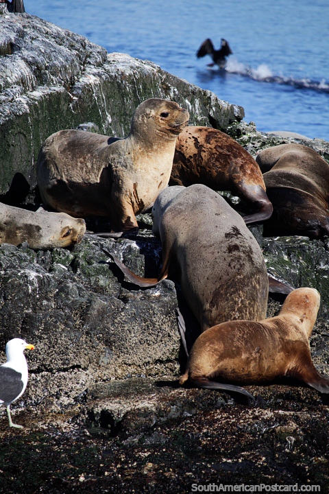 Las focas se divierten durmiendo y jugando en las islas rocosas del Canal Beagle, Ushuaia. (480x720px). Argentina, Sudamerica.