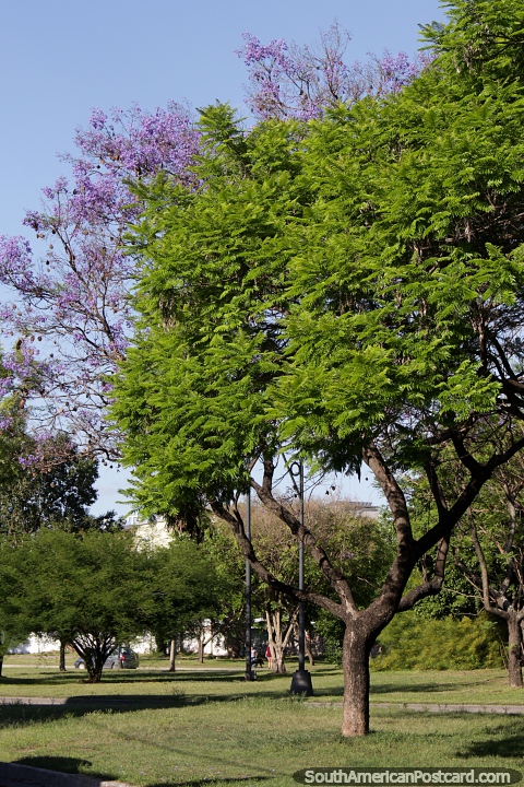 Ã�rvores com folhas purpúreas e cenário bonito perto do rio em Santa Fé. (480x720px). Argentina, América do Sul.