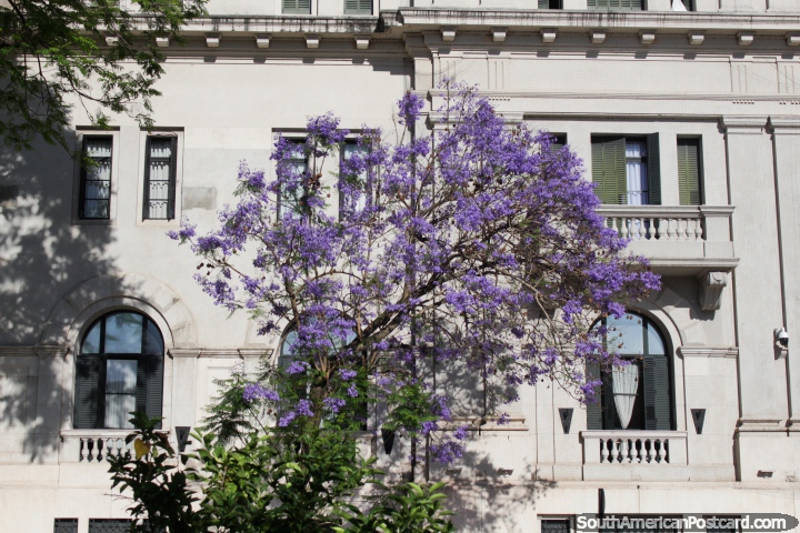 Amazing purple tree in front of the court house (Casa de Justicia) in Santa Fe. (720x480px). Argentina, South America.
