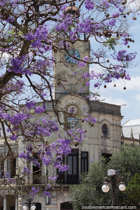 Palácio municipal em Praça 1 de Mayo em Paraná com torre de relógio e árvore purpúrea. (480x720px). Argentina, América do Sul.