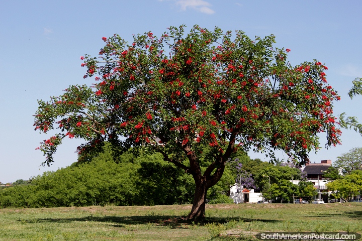 As belas flores vermelhas em uma rvore em Paran perto do rio, se s que foi fruto. (720x480px). Argentina, Amrica do Sul.