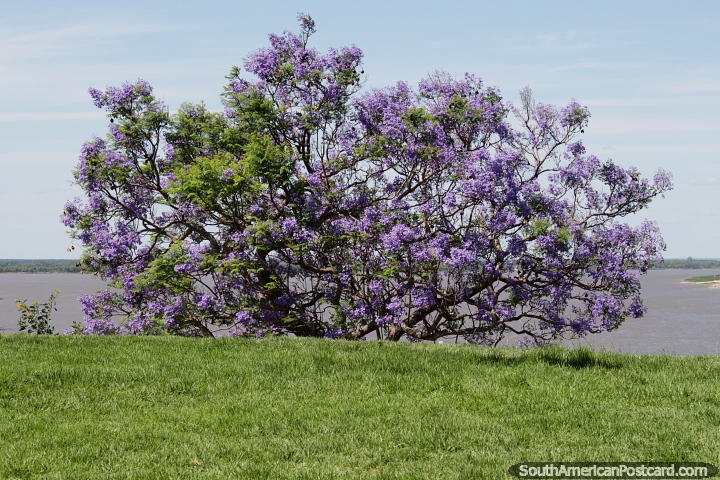 Amazing purple tree on the banks overlooking the Parana River in Parana. (720x480px). Argentina, South America.