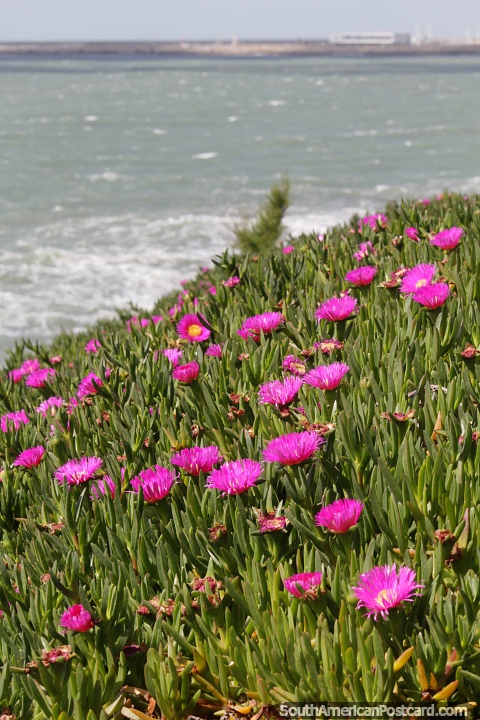 Pink flowers grow on the green banks leading down to the sea in Mar del Plata. (480x720px). Argentina, South America.