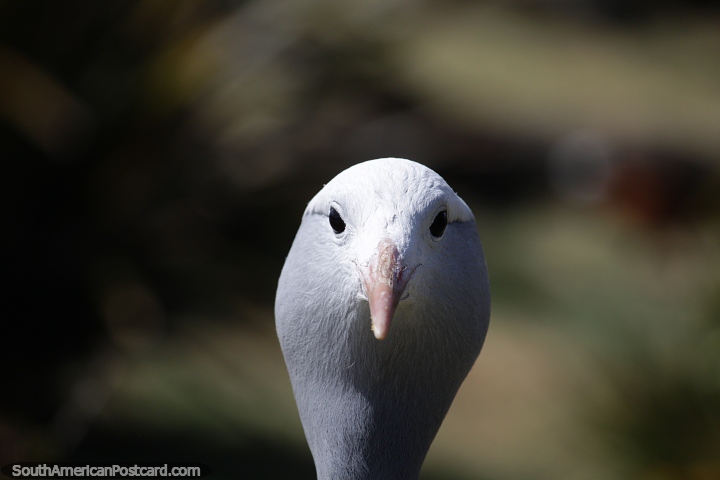 Round face and head of an interesting bird in Mar del Plata. (720x480px). Argentina, South America.
