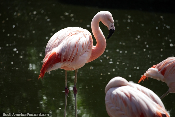 Flamingo rosa na lagoa em Mar del Plata. (720x480px). Argentina, Amrica do Sul.
