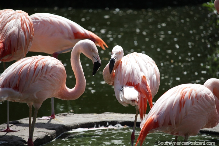 Grupo de flamingos no aqurio costeiro em Mar del Plata. (720x480px). Argentina, Amrica do Sul.