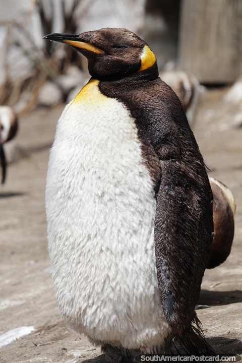 Pinguim-rei aproveitando o sol no aqurio de Mar del Plata. (480x720px). Argentina, Amrica do Sul.