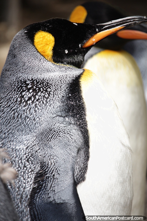 Penguins have a sanctuary at the aquarium in Mar del Plata. (480x720px). Argentina, South America.