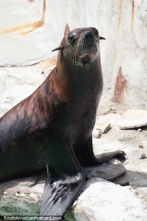 Seal enjoying the sunshine at the Mar del Plata aquarium. (480x720px). Argentina, South America.