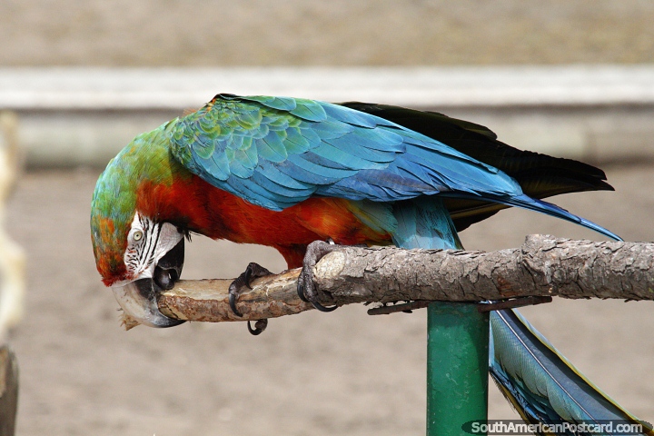 Guacamayo tiene un arcoris de plumas de colores en el acuario de Mar del Plata. (720x480px). Argentina, Sudamerica.