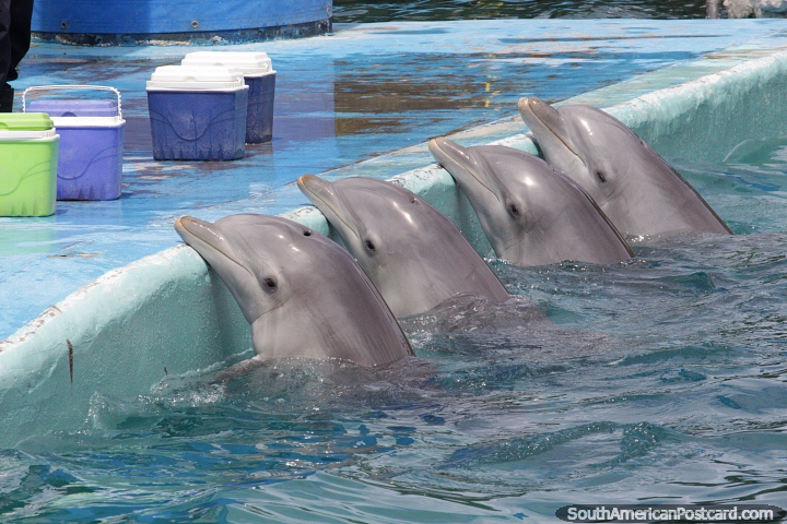4 golfinhos alinhados na piscina do aquário em Mar del Plata. (720x480px). Argentina, América do Sul.