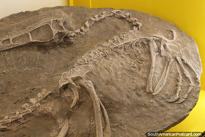 Skeleton fossil at the Jacobacci Museum in San Antonio Oeste. (720x480px). Argentina, South America.