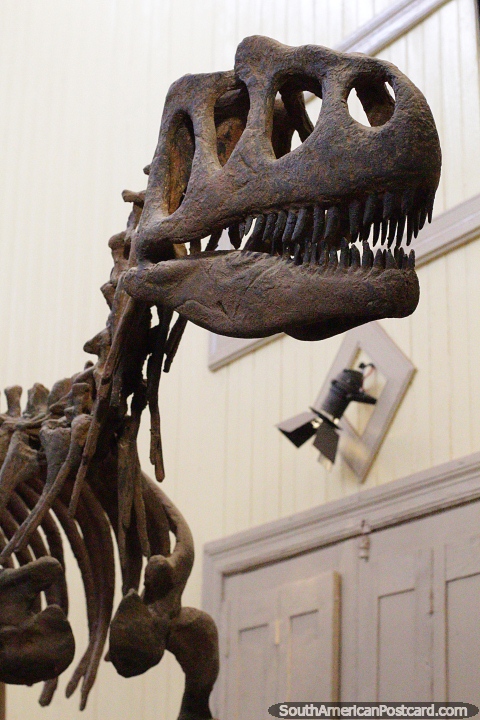 Dinosaur skeleton, 5 meters long at the Jacobacci Museum, San Antonio Oeste. (480x720px). Argentina, South America.