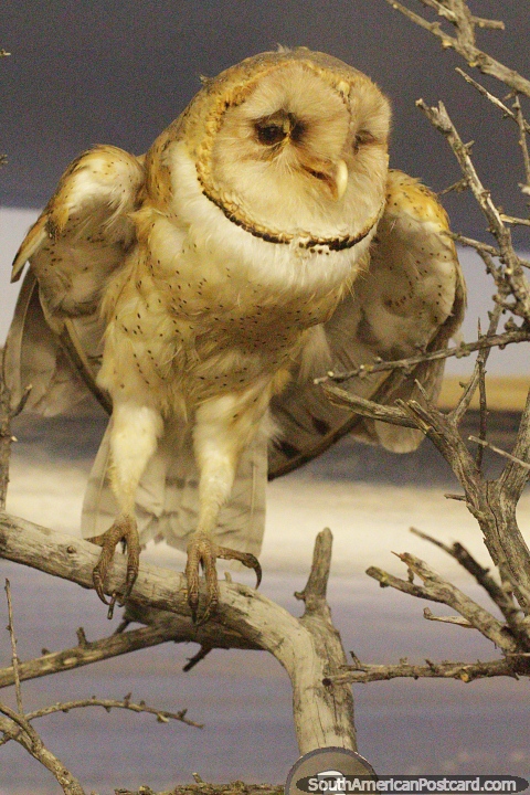 Owl, antique taxidermy at the Jacobacci Museum in San Antonio Oeste. (480x720px). Argentina, South America.
