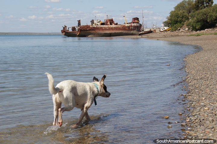 Cachorro na água na praia, naufrágio atrás, San Antonio Oeste. (720x480px). Argentina, América do Sul.