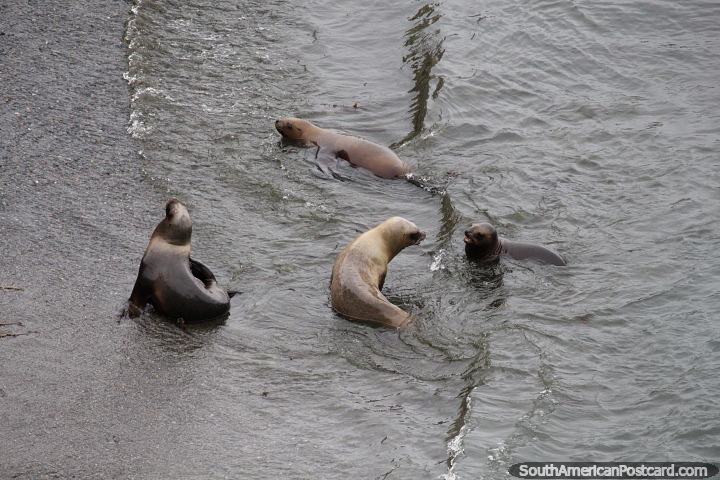 Sea lions swimming at the beach at Punta Loma, Puerto Madryn. (720x480px). Argentina, South America.