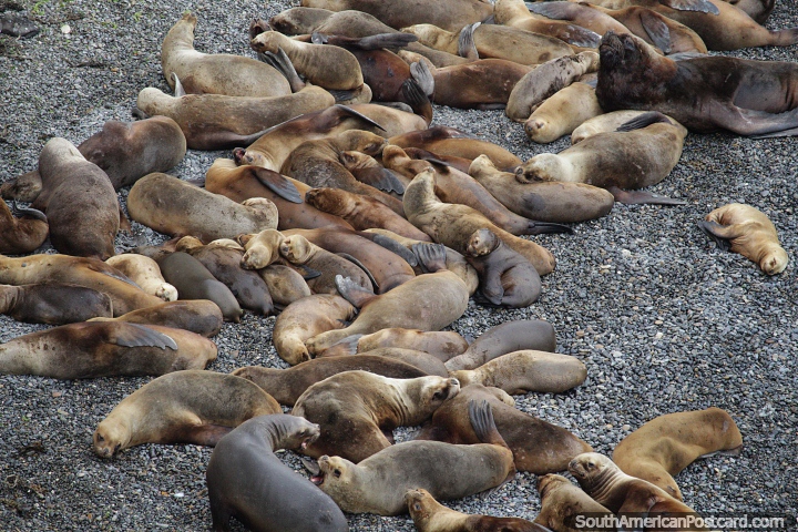 Colnia de lees marinhos todos dormindo na praia, Punta Loma, Puerto Madryn. (720x480px). Argentina, Amrica do Sul.