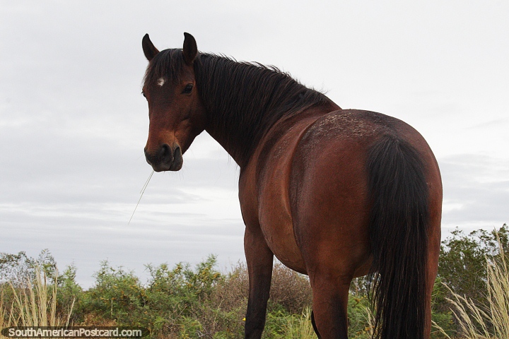 Cavalo marrom aprecia a vista no litoral em Puerto Madryn. (720x480px). Argentina, Amrica do Sul.