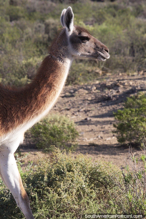 Guanaco, seen at Valdes Peninsula, related to the llama, Puerto Madryn. (480x720px). Argentina, South America.