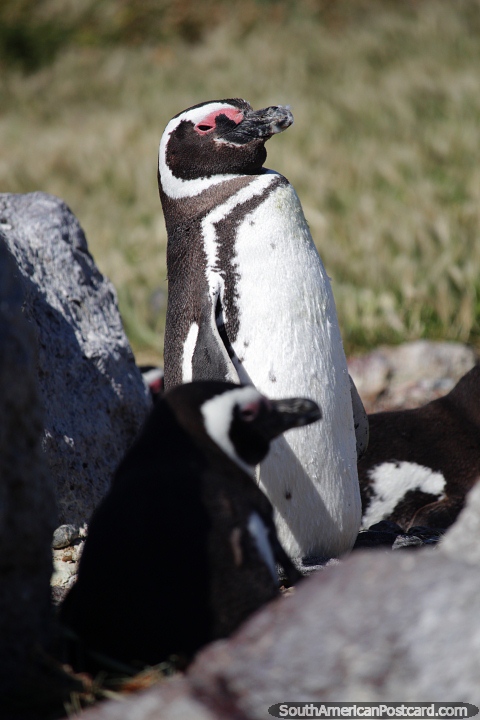 Penguins seen at Valdes Peninsula near Puerto Madryn, tours available. (480x720px). Argentina, South America.