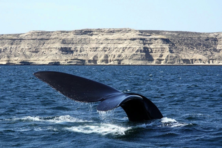 Whale watching by boat at Valdes Peninsula, Puerto Madryn. (720x480px). Argentina, South America.