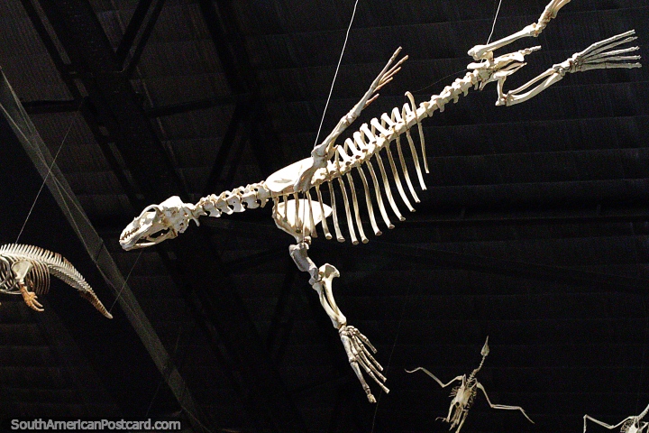 Flying dinosaur skeletons at the Egidio Feruglio museum of natural science in Trelew. (720x480px). Argentina, South America.