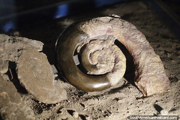 Grande fssil em forma de caracol no museu de cincias em Trelew. (720x480px). Argentina, Amrica do Sul.