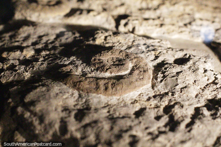 Fossil within the rock, in a swirl shape, Egidio Feruglio science museum, Trelew. (720x480px). Argentina, South America.