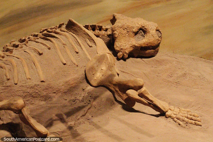 Fossil and skeleton of a reptile at the science museum in Trelew. (720x480px). Argentina, South America.